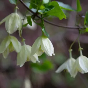 Clematis cirrhosa 'Jingle Bells'